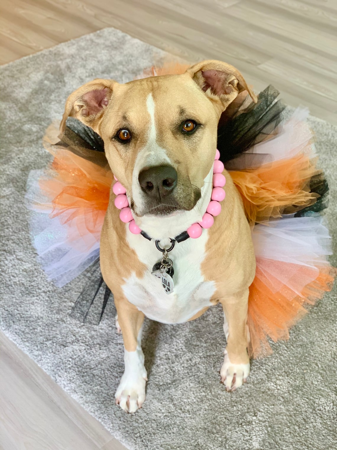 Hocus Pocus Dog Tutu Cute & Spooky Witch Dog Costume Dog Etsy