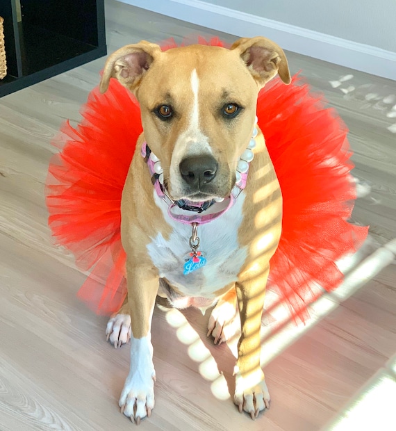 Bright Red Christmas Dog Tutu: Cute, Fluffy Princess Dog Skirt - Dog Halloween Costume - Fur Baby Pet Birthday - Dog Clothes - Pet Gift