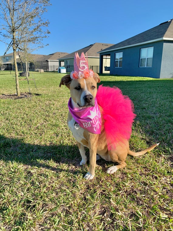 Birthday Girl Dog Puppy Outfit Pretty in Pink Cute Fluffy Tutu Sparkly Crown Bright Bandana Glitter Barkday Birthday Dog Clothes Etsy UK
