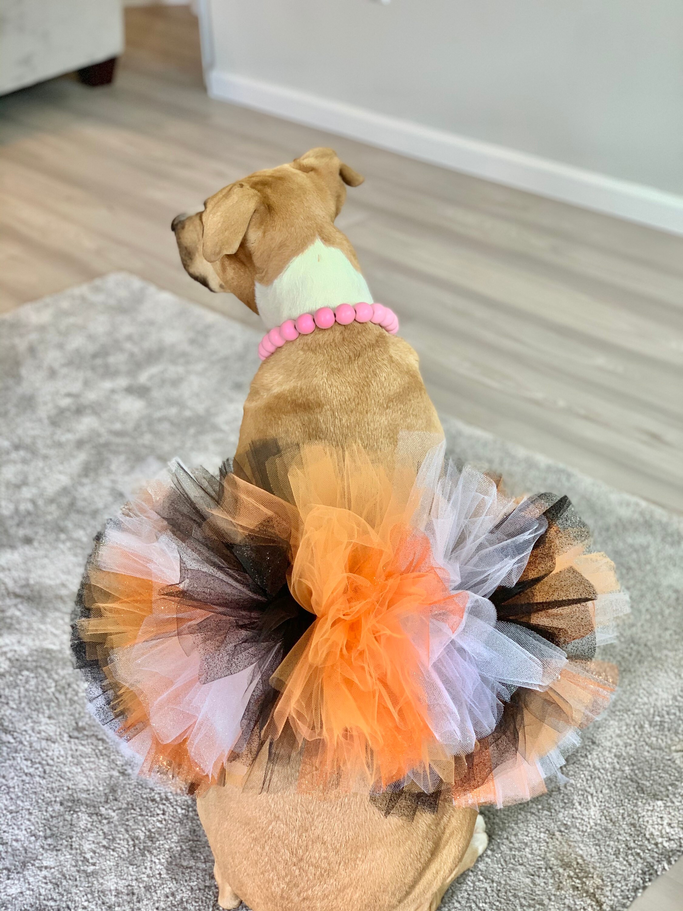 Hocus Pocus Dog Tutu Cute & Spooky Witch Dog Costume Dog Etsy