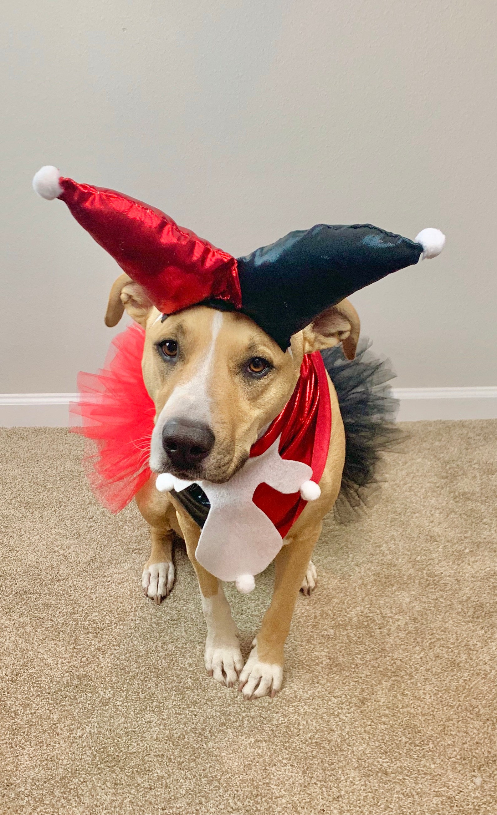 Jester Harley Quinn Dog Costume Cute Fluffy Tutu Bandana & Etsy