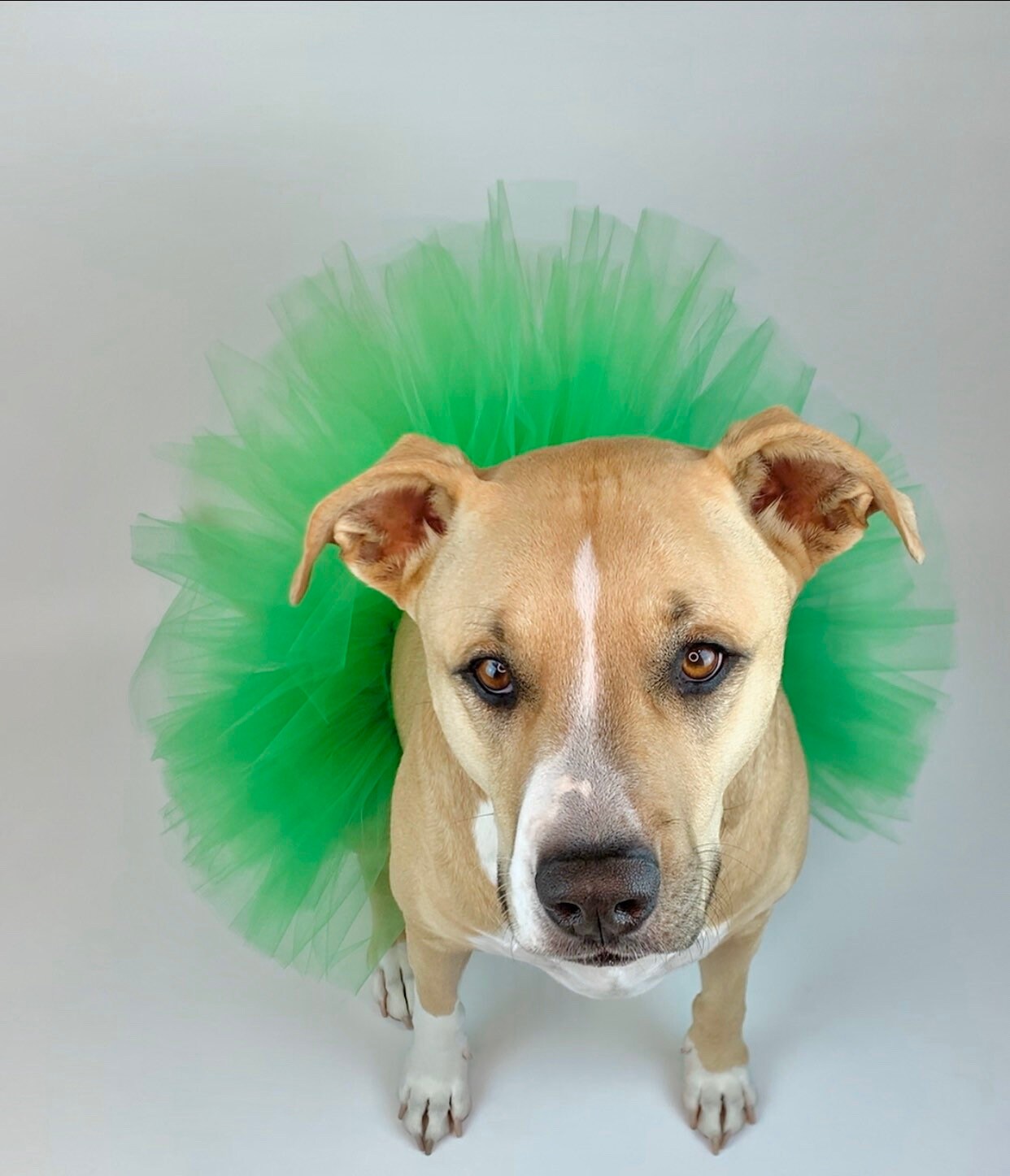 Emerald Green Dog Tutu Cute Fluffy Princess Dog Jupe St. Etsy