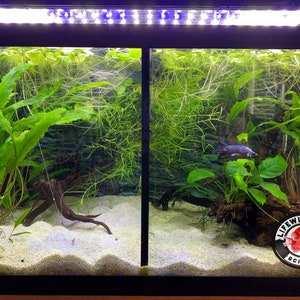 Peut inclure: Un aquarium d'eau douce plant&eacute; avec un fond noir, un substrat de sable blanc et un seul poisson noir nageant dans le c&ocirc;t&eacute; droit du r&eacute;servoir. Le r&eacute;servoir a un luminaire noir avec des lumi&egrave;res LED blanches. Le r&eacute;servoir a un autocollant dans le coin inf&eacute;rieur droit qui dit "Life With Pets BCI INC."