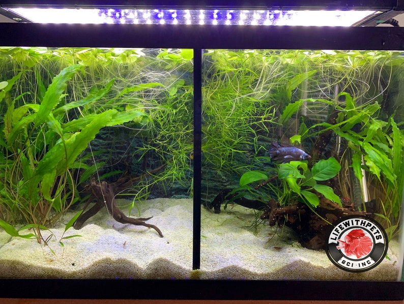 Peut inclure: Un aquarium d'eau douce plant&eacute; avec un fond noir, un substrat de sable blanc et un seul poisson noir nageant dans le c&ocirc;t&eacute; droit du r&eacute;servoir. Le r&eacute;servoir a un luminaire noir avec des lumi&egrave;res LED blanches. Le r&eacute;servoir a un autocollant dans le coin inf&eacute;rieur droit qui dit "Life With Pets BCI INC."