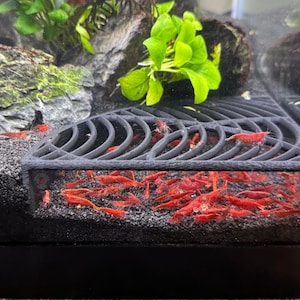 May include: A black plastic grid sits on the bottom of a fish tank. The grid is designed to keep small fish or shrimp from escaping. Red shrimp are swimming around the grid.