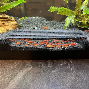 K&ouml;nnte beinhalten: Aquarienszene mit zahlreichen kleinen, leuchtend roten Garnelen, die sich um eine schwarze, rechteckige Struktur versammeln. Die Garnelen befinden sich auf einem dunklen Substrat, mit gr&uuml;nen Pflanzen und Treibholz im Hintergrund.