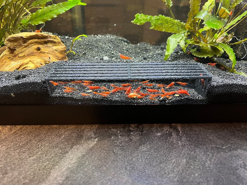 K&ouml;nnte beinhalten: Aquarienszene mit zahlreichen kleinen, leuchtend roten Garnelen, die sich um eine schwarze, rechteckige Struktur versammeln. Die Garnelen befinden sich auf einem dunklen Substrat, mit gr&uuml;nen Pflanzen und Treibholz im Hintergrund.