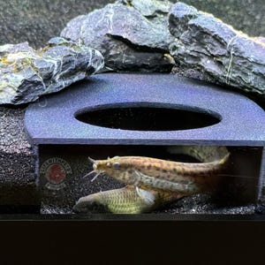 Aquarium Cave, Loaches  Dojo Loach Corydoras Pleco Hide  Fish Tank Tunnel Undergravel Tunnel 2 Sizes Free Shipping