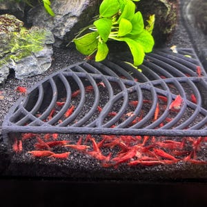 K&ouml;nnte beinhalten: Nahaufnahme eines Aquariums mit roten Garnelen. Die Garnelen sammeln sich um eine dunkelgraue, gebogene Struktur. Das Becken hat einen schwarzen Kiesgrund, einen Felsen und gr&uuml;ne Pflanzen.