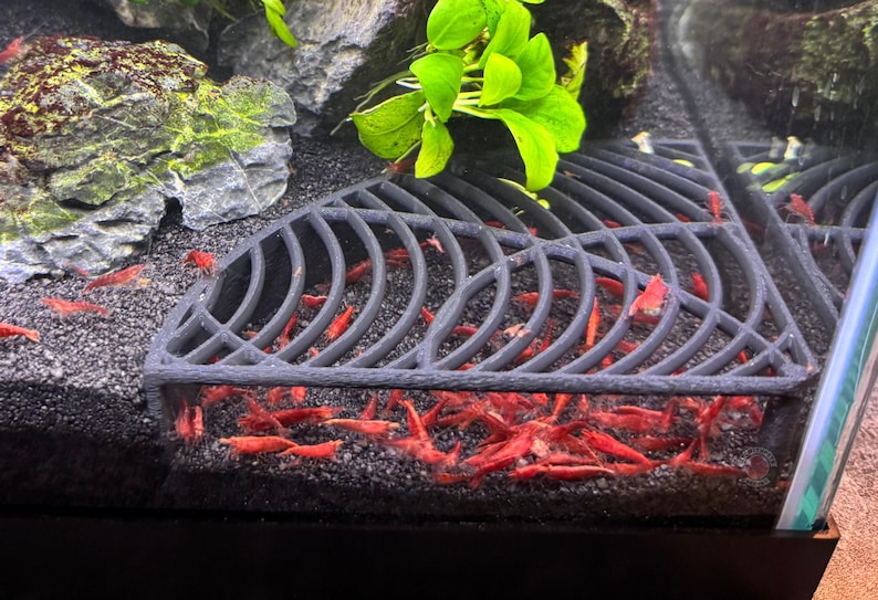 K&ouml;nnte beinhalten: Nahaufnahme eines Aquariums mit roten Garnelen. Die Garnelen sammeln sich um eine dunkelgraue, gebogene Struktur. Das Becken hat einen schwarzen Kiesgrund, einen Felsen und gr&uuml;ne Pflanzen.
