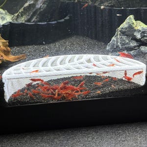K&ouml;nnte beinhalten: Aquarienszene mit einer wei&szlig;en Garnelenzuchtbox, gef&uuml;llt mit zahlreichen kleinen, leuchtend roten Garnelen. Das Becken hat ein dunkles Substrat, dekorative Steine und ein St&uuml;ck Treibholz. Das Wasser ist klar und die Garnelen sind aktiv.