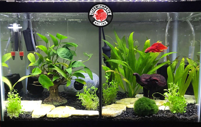 Peut inclure: Un aquarium encadr&eacute; noir avec un poisson combattant rouge nageant dans l'eau. L'aquarium est d&eacute;cor&eacute; de plantes, de rochers et d'une petite figurine d'&eacute;l&eacute;phant. L'aquarium porte un logo noir et rouge qui dit "Life With Pets BCI Inc."