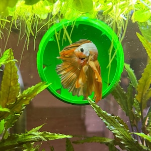 Betta Fish Hide Betta Fish Resting Cave Fish Hide 5 Colors Free Shipping
