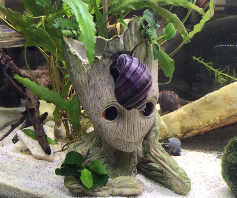 Aquatic Snails Food Supplements High in Calcium. Mystery Etsy