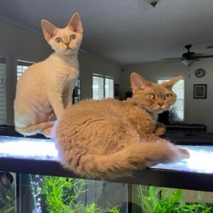 5.5 Gallon Clear Polycarbonate Aquarium Lid. (Check Compatible Tanks Below) Cat Proof image 2