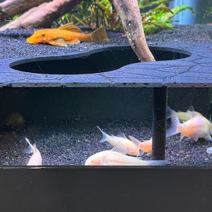 May include: An aquarium scene featuring several fish. An orange fish rests on the dark substrate, while several pale fish swim below a black structure. The tank includes plants and a decorative wooden branch.
