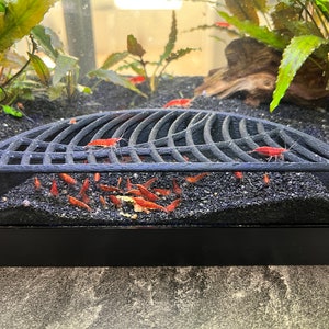 May include: A black metal grate sits on a bed of black gravel. Several small red shrimp are visible under and around the grate.