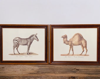 Set of 2 Vintage Framed Animal Prints - Das Zebra & Das Kameel | Rose Selavy Ltd London England Printed in Italy | Wall Art Home Decor