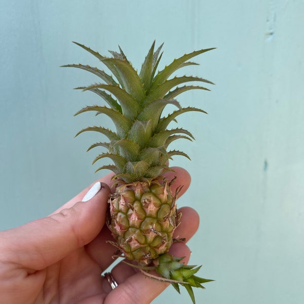 Mini Pineapple (Ananus Nanus)