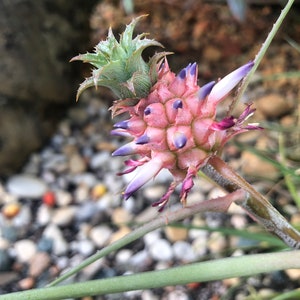 Rooted Dwarf Pineapple Plant (Ananas comosus)