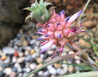 Mini Pineapple Rooted Plant (Ananus Nanus)