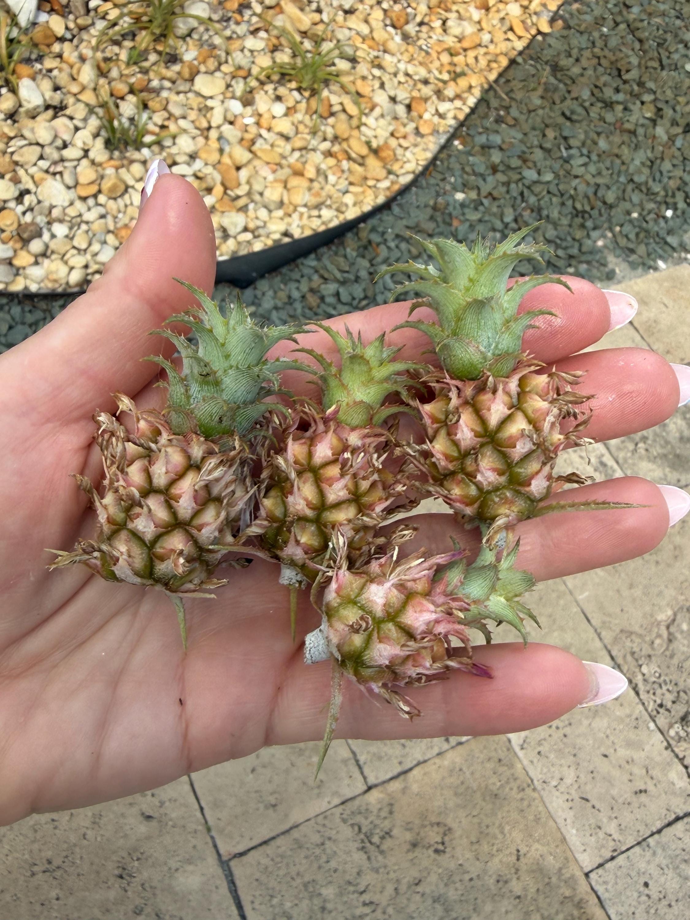 Mini Pineapple (ananus Nanus) - Etsy
