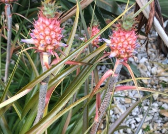 Mini ROOTED, MATURE Pineapple Plant (Ananus Nanus)