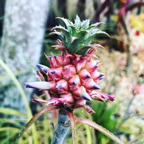 Mini Pineapple (ananus Nanus) - Etsy