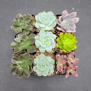 2&quot; - 9 Pack - Assorted Succulent Favors Collection - Wedding, Party Favors, Bridal Shower, Baby Shower, Arrangements; 3+ Varieties!
