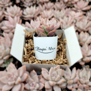 Stayin&#39; Alive - Live Succulents Gifts For Plant Lovers Succulent Planters Wedding Baby Shower Birthday Party Favor Gift
