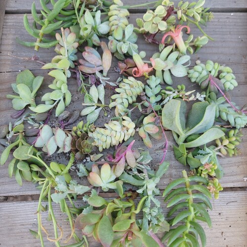 Succulent Cuttings - Different Varieties, Sets of 10 - 100 Plants