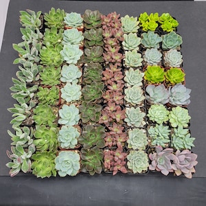 2&quot; - 50 Pack - Assorted Succulent Favors Collection - Wedding, Party Favors, Bridal Shower, Baby Shower, Arrangements