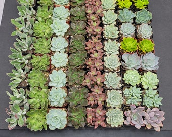 2" - 50 Pack - Assorted Succulent Favors Collection - Wedding, Party Favors, Bridal Shower, Baby Shower, Arrangements