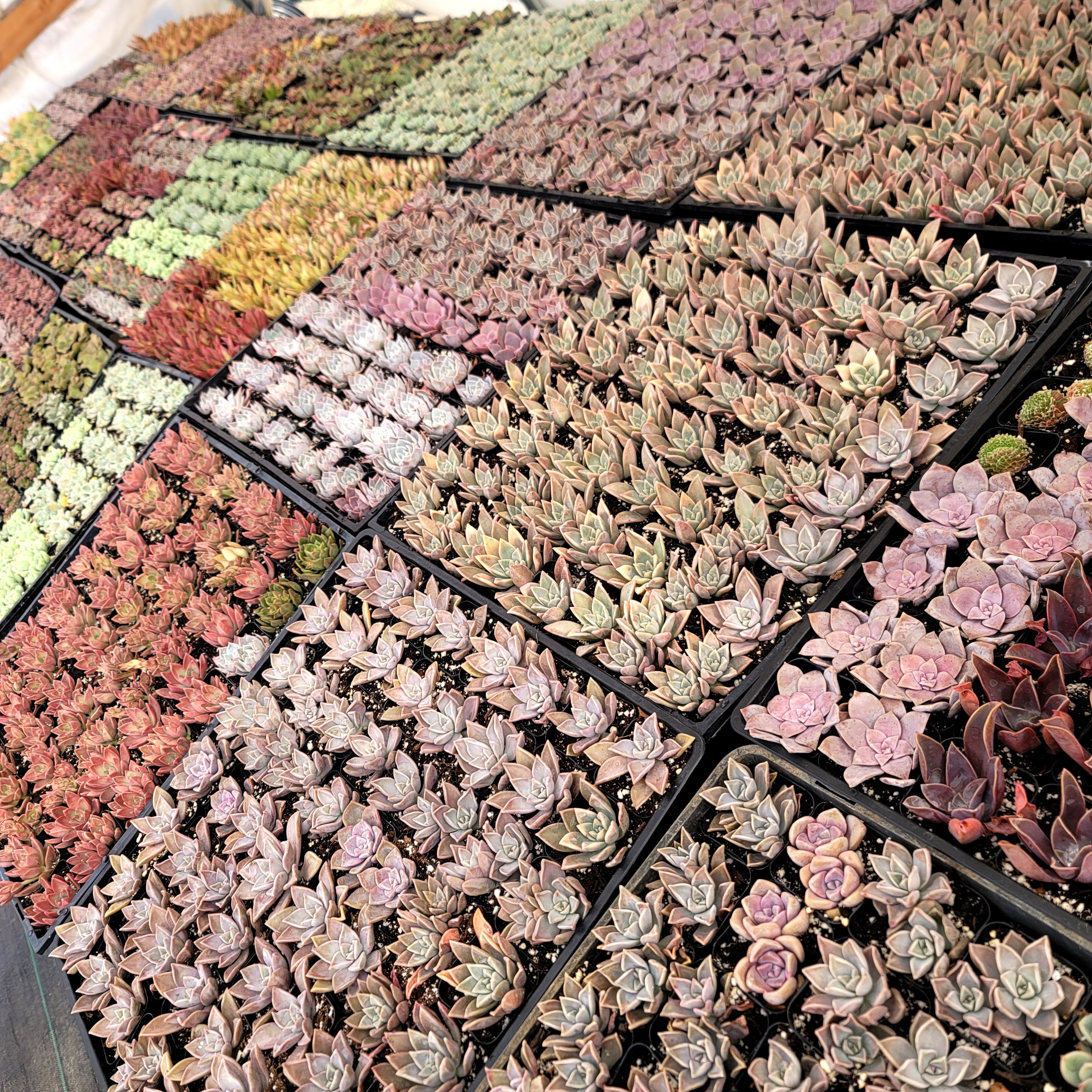 Stayin' Alive - Live Succulents Gifts for Plant Lovers Succulent Planters  Wedding Baby Shower Birthday Party Favor Gift - Etsy