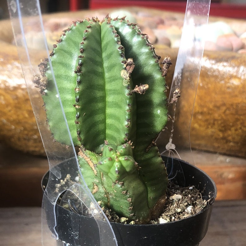 2.5 Tanzanian Zipper Cactus Euphorbia Anolplia Live Etsy