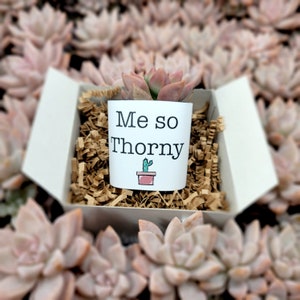Me So Thorny - Live Succulents Gifts For Plant Lovers Succulent Planters Wedding Baby Shower Birthday Party Favor Gift