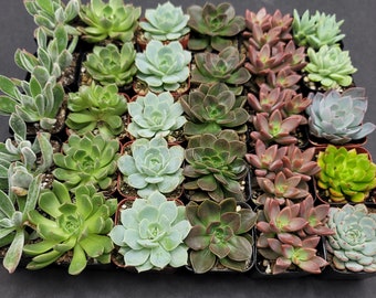 2" - 30 Pack - Assorted Succulent Favors Collection - Wedding, Party Favors, Bridal Shower, Baby Shower, Arrangements; 5+ Varieties!