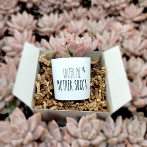 Water Me Mother Succa - Live Succulents Gifts For Plant Lovers Succulent Planters Wedding Baby Shower Birthday Party Favor Gift