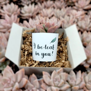 I Be-leaf In You! - Live Succulents Gifts For Plant Lovers Succulent Planters Wedding Baby Shower Birthday Party Favor Gift