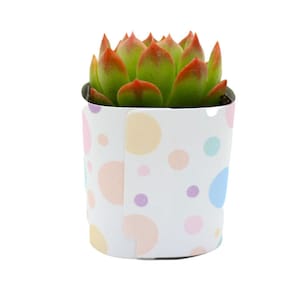May include: A small succulent plant with green leaves and red tips, potted in a white pot with a colorful polka dot pattern.