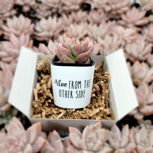 Aloe From The Other Side - Live Succulents Gifts For Plant Lovers Succulent Planters Wedding Baby Shower Birthday Party Favor Gift