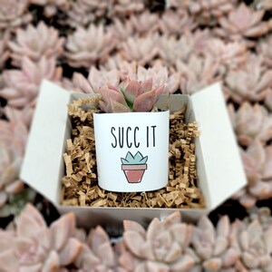 Succ It - Live Succulents Gifts For Plant Lovers Succulent Planters Wedding Baby Shower Birthday Party Favor Gift