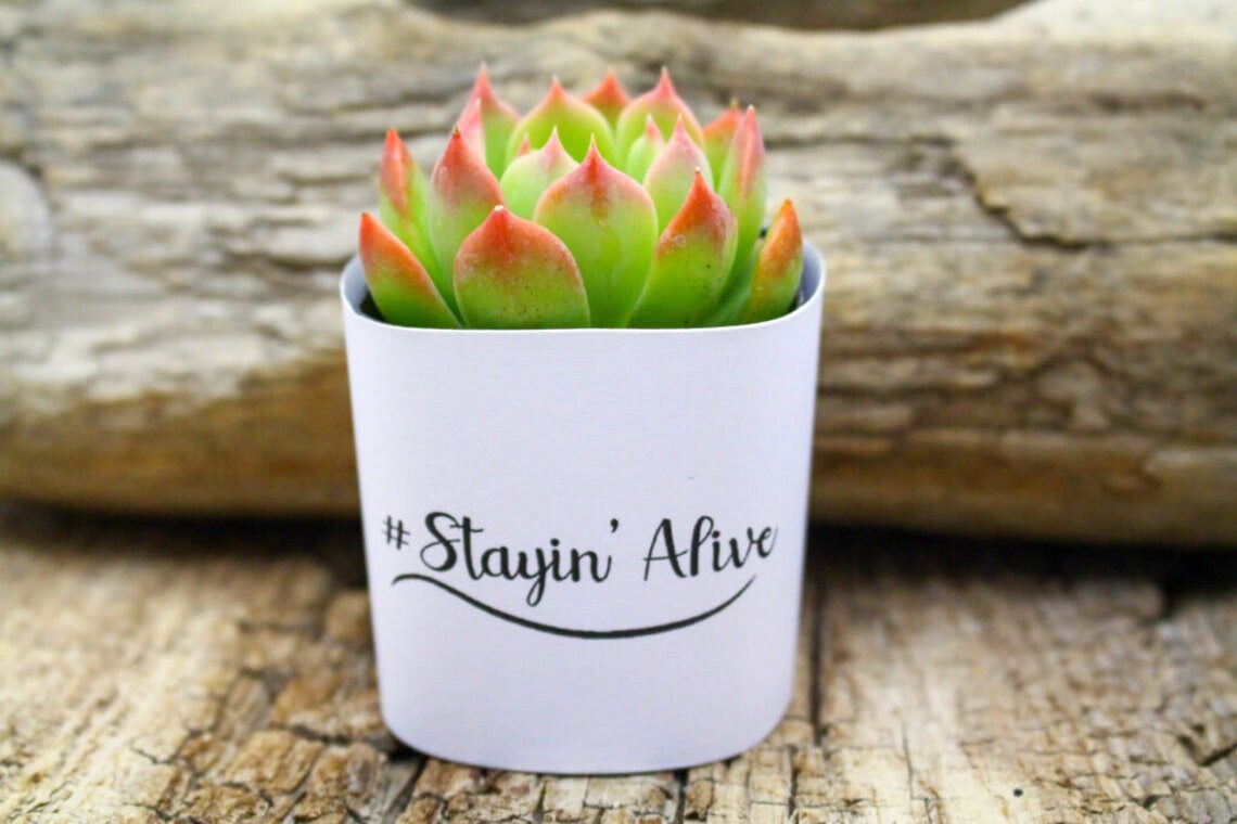 feet for potted plants Handmade Terra Cotta Planter Feet  Quittner