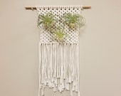 Tillandsia Air Plant Hanger