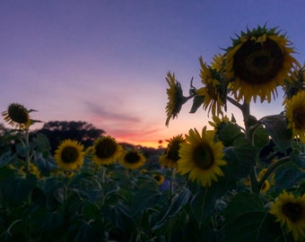 Sunflowers and sunsets