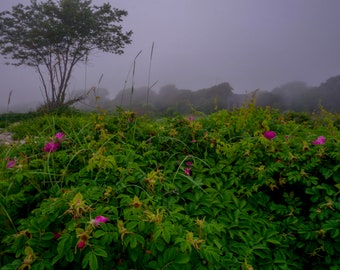 Foggy Summer Days