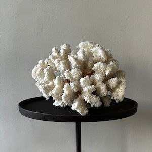 White Branch Coral -  UK