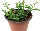 String of Dolphins Senecio Peregrinus in 4 Pot