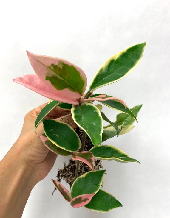 Hoya Tricolor Vs Krimson Queen - 1littlesong