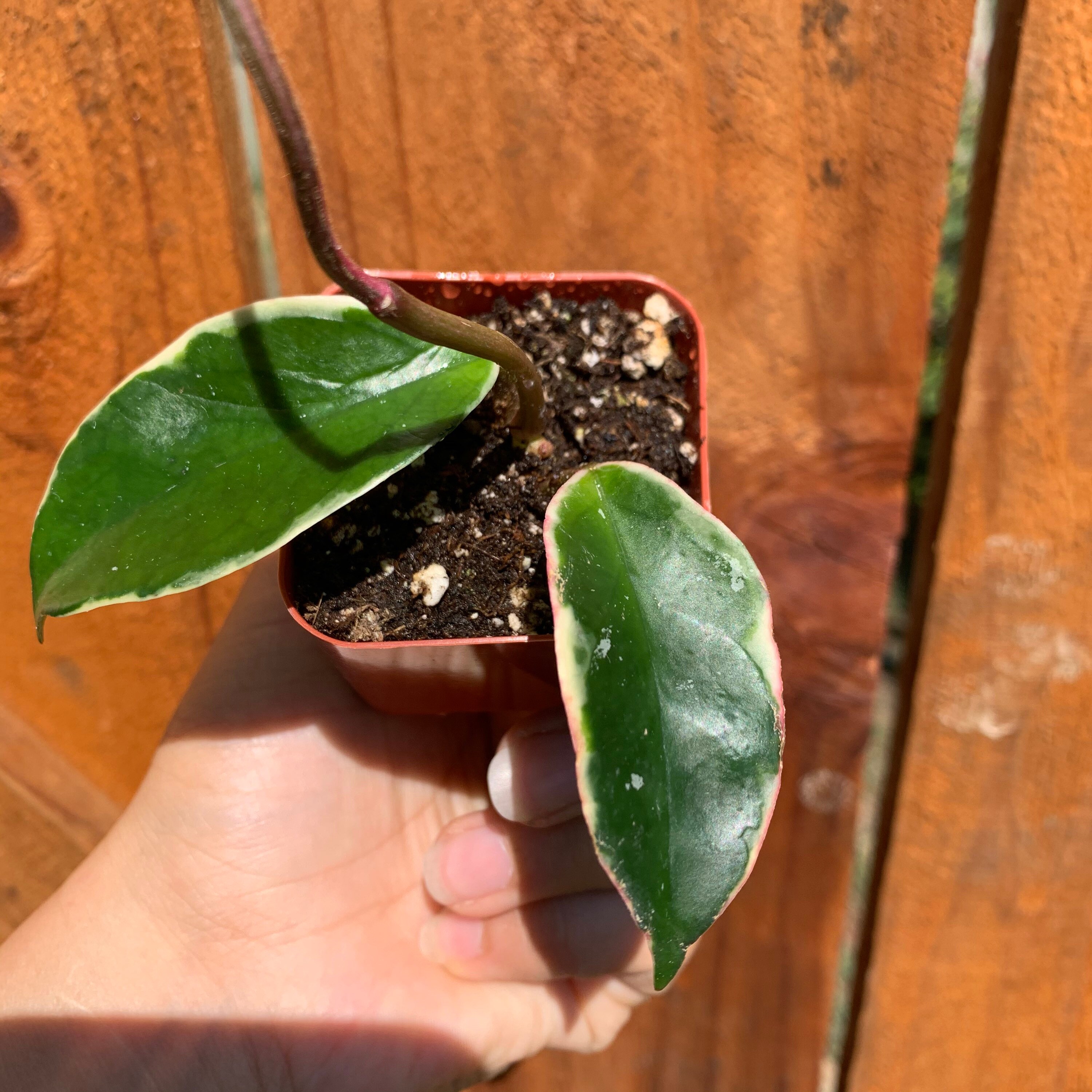 Hoya Carnosa 'Krimson Queen' Tricolor in 24 & | Etsy